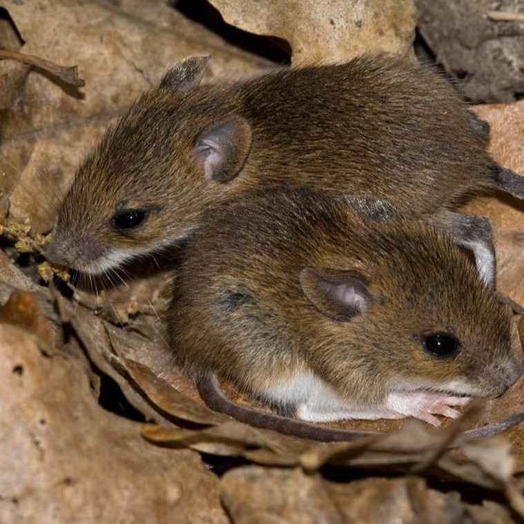 Уничтожения мышей в частном доме в Великом Новгороде?