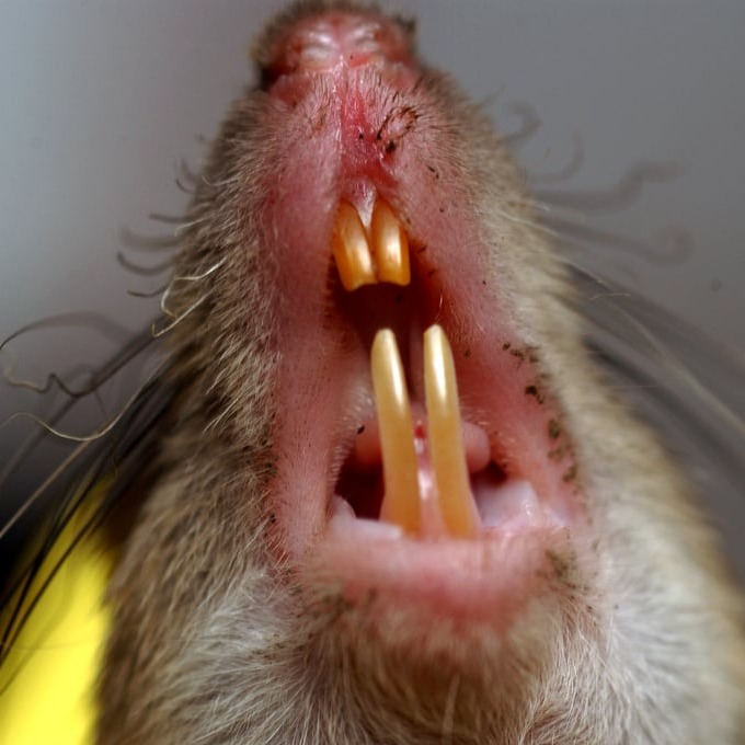 Дератизация крыс в Великом Новгороде?